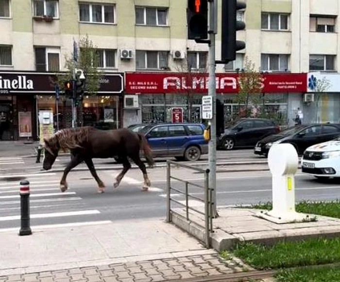Calul a fost filmat în timp ce alerga pe străzi FOTO: Captură video TikTok