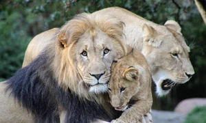 pride of lions 6612878 1280 jpg