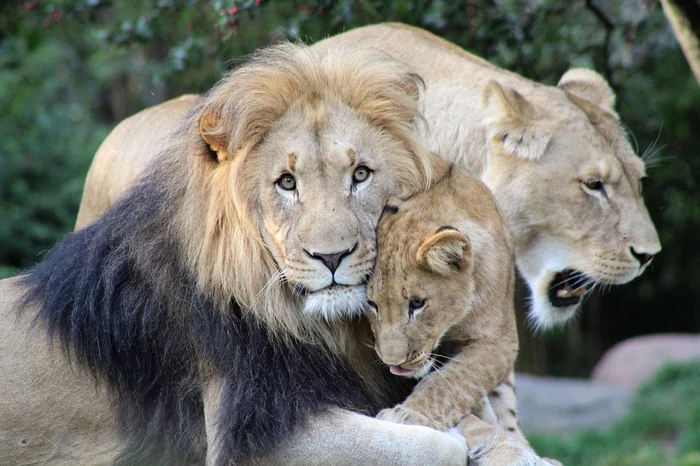 Un îngrijitor a fost atacat de lei / FOTO: Pixabay