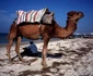 tunisia foto lucian muntean 57 0 jpg