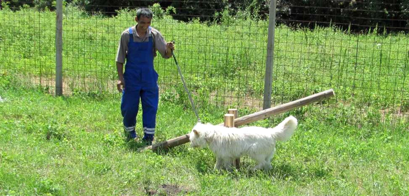 Loc de joacă pentru câini