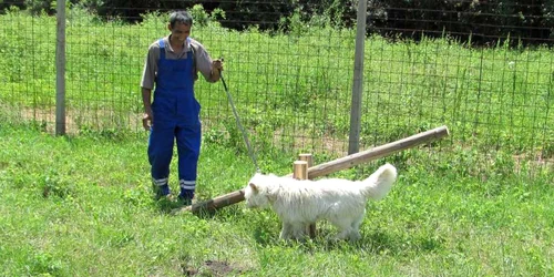 Loc de joacă pentru câini