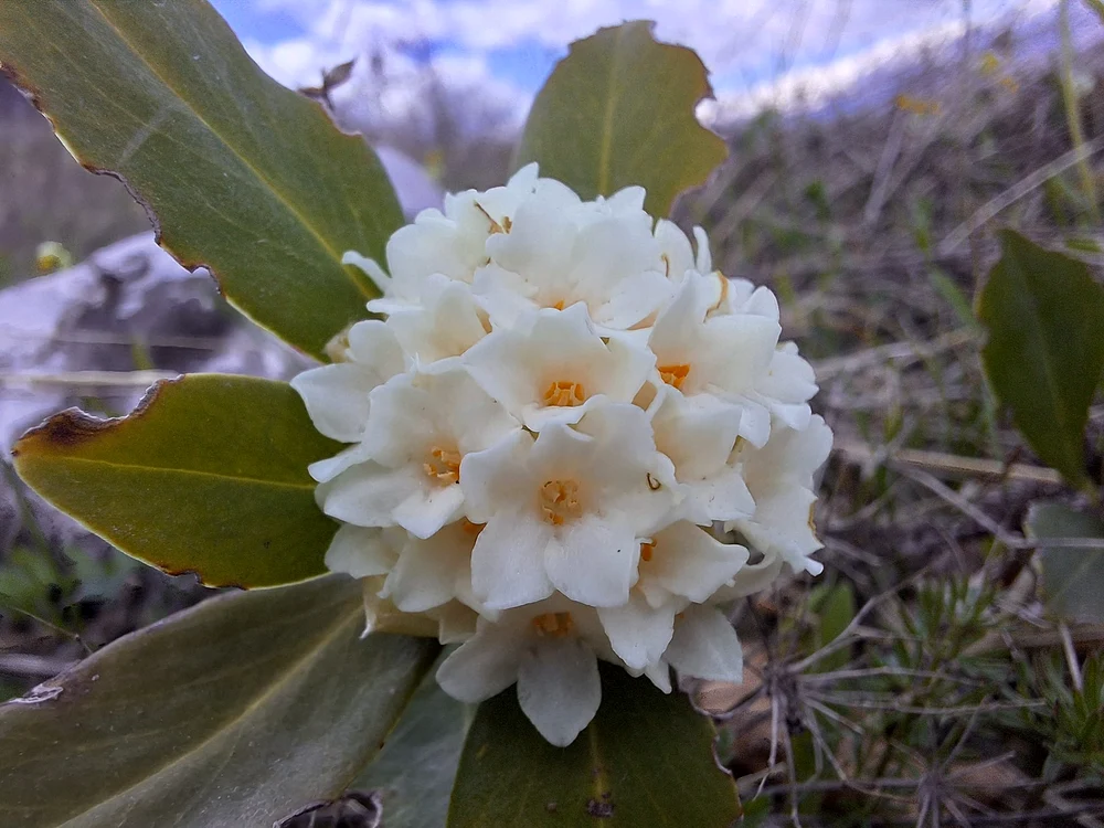 Iedera albă daphne belgium a fost găsită în munții din Gorj Foto: Claudiu Fiu