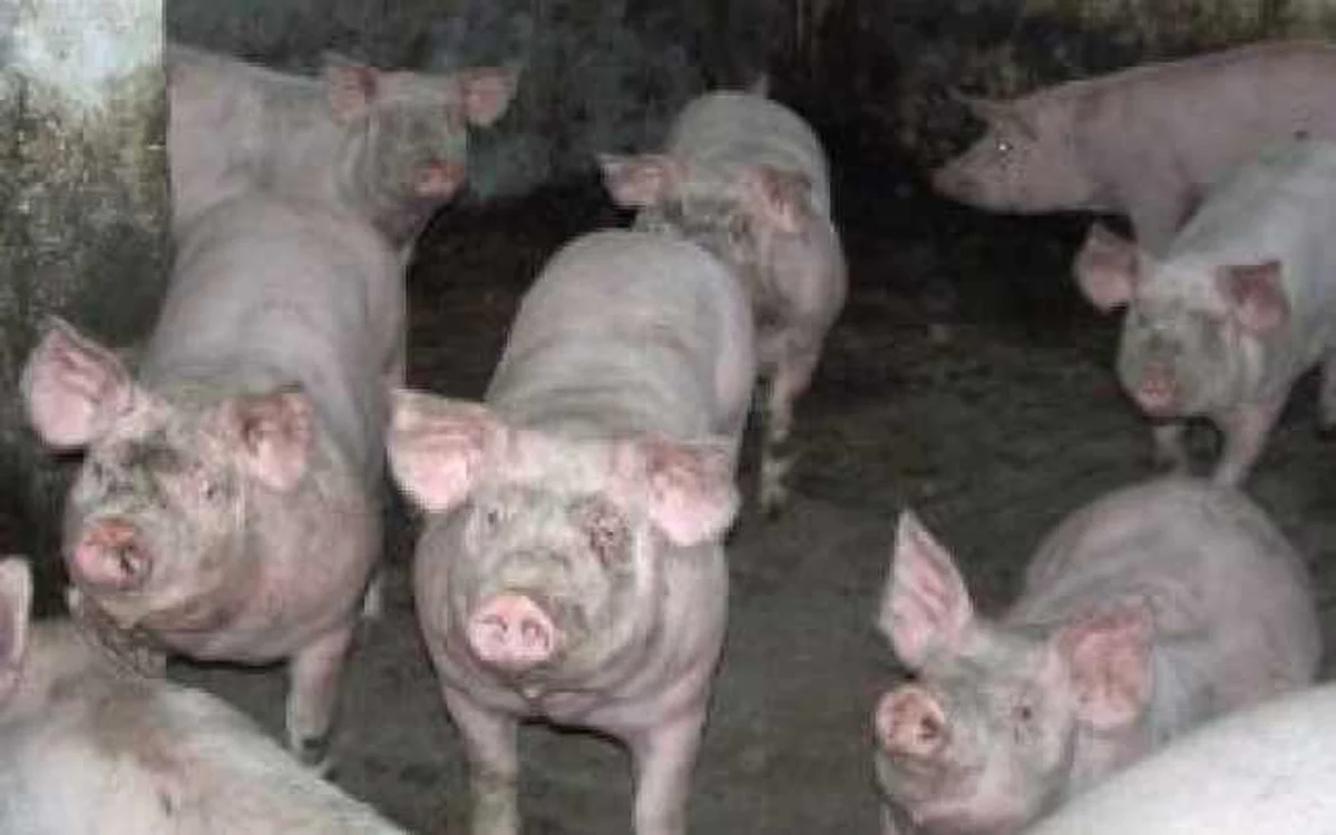 Miros insuportabil în Brăila: complex de porci somat de Garda de Mediu