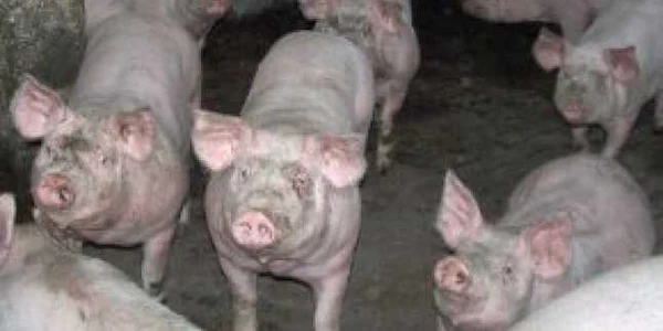 Miros insuportabil în Brăila: complex de porci somat de Garda de Mediu