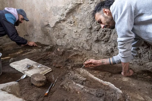 Două schelete ale unor ecvide, descoperite în brutăria complexului Casti Amanti (© Facebook / Pompeii - Parco Archeologico)