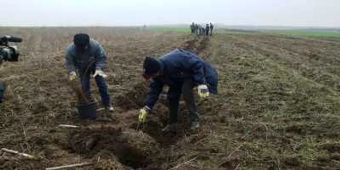 Hectare de teren agricol ar putea deveni păduri cu bani de la stat