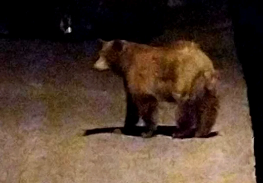 Ursul Rambo din Ploiești SURSA captură video