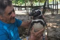 pinguin c jpeg