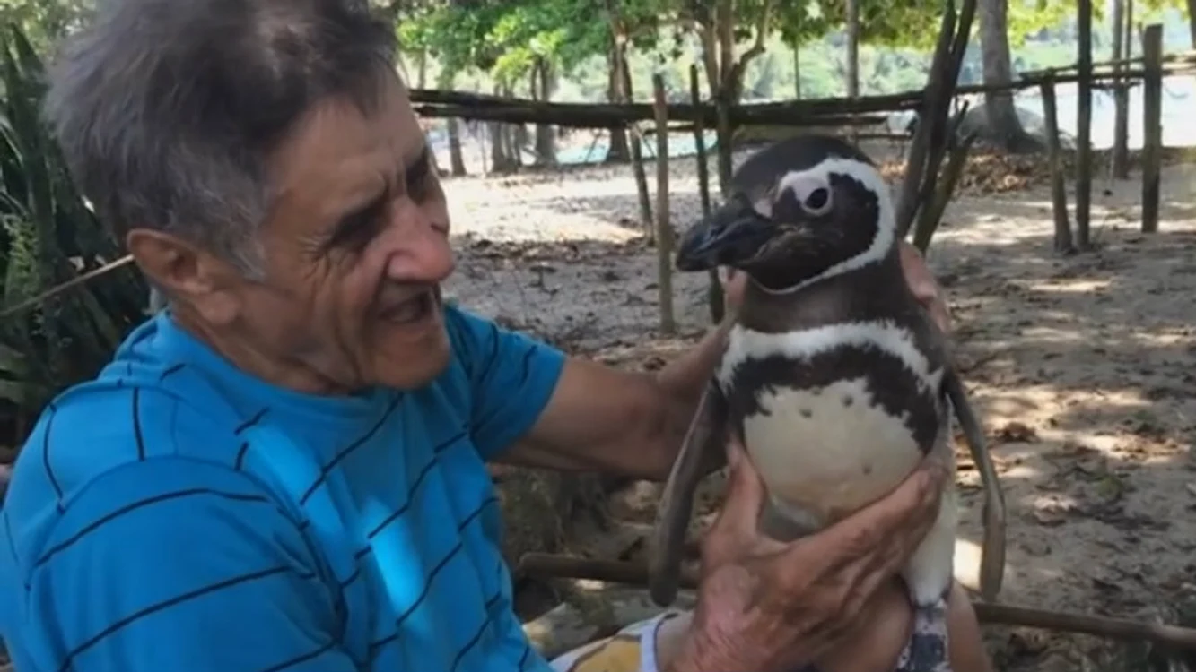 
    Pinguin  