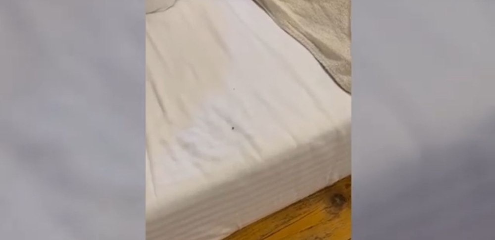 Coșmar la o cabană de lux din Maramureș. Turiștii s-au trezit cu ploșnițe pe pernă: „Să vedem care jură că au fost mușcați” | VIDEO