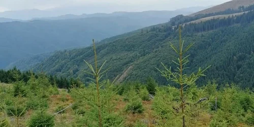 padure godeanu foto ocolul silvic orastie