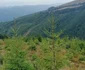 padure godeanu foto ocolul silvic orastie