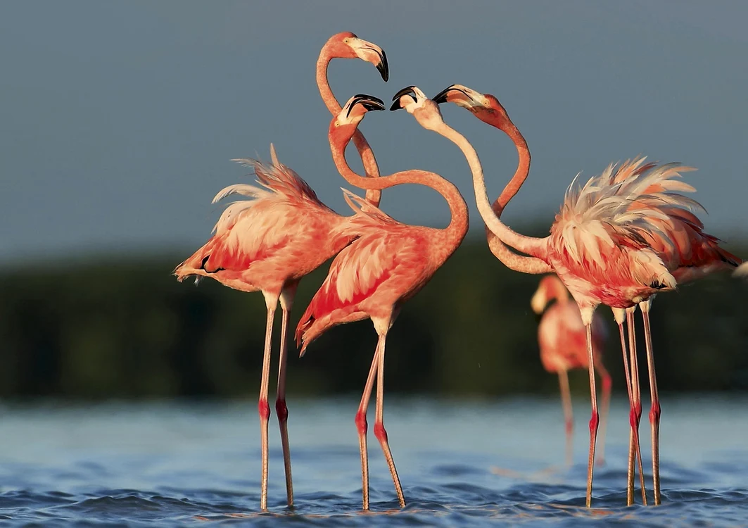 11 flamingo shutterstock jpg jpeg