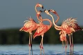 11 flamingo shutterstock jpg jpeg