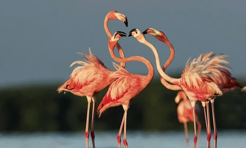 11 flamingo shutterstock jpg jpeg