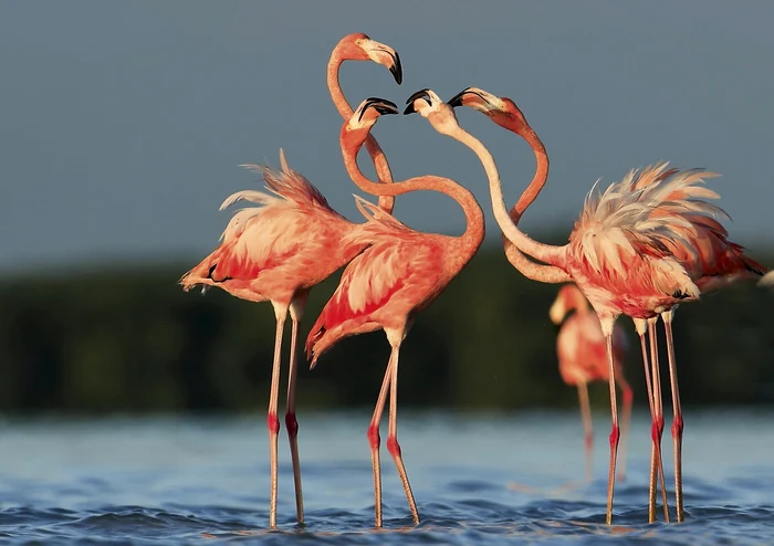 11 flamingo shutterstock jpg jpeg