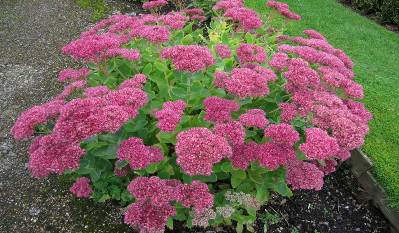 Sedum FOTO Arhivă