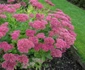 Sedum  jpeg