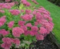 Sedum  jpeg