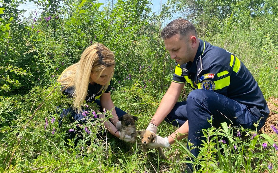 Cum se pedepsește cruzimea față de animale. Faptele pentru care deținătorii pot face pușcărie între 2 și 7 ani