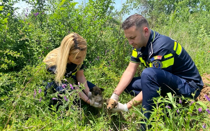 Abandonarea animalelor se pedepsește cu amendă de până la 12.000 lei FOTO: IPJ Olt