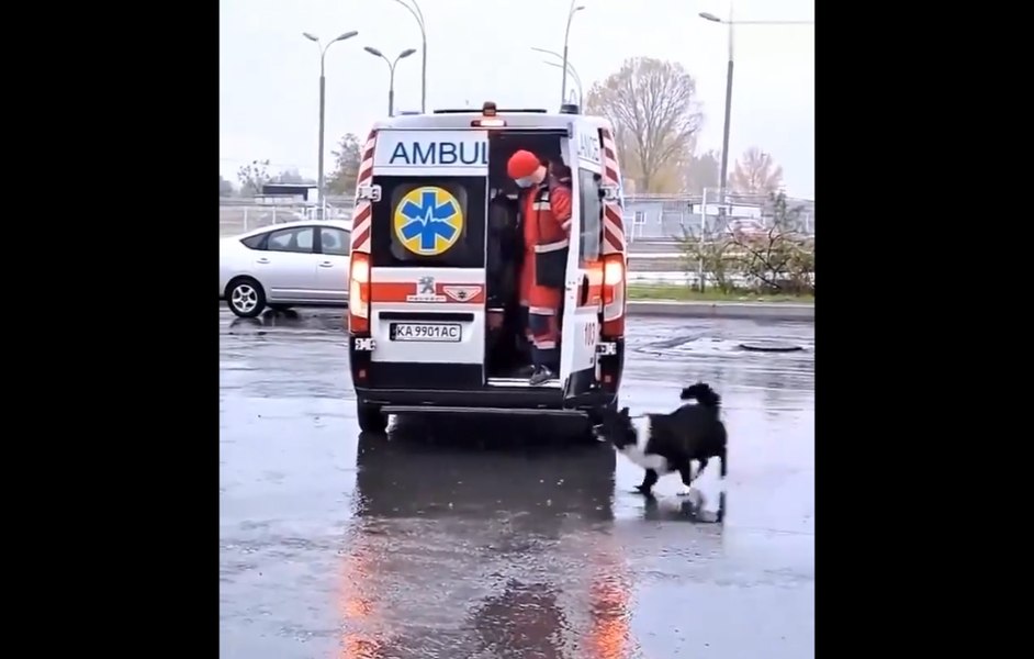 Imagini virale cu un câine devotat care încearcă să urce în ambulanță alături de stăpânul său. Ce au făcut paramedicii VIDEO