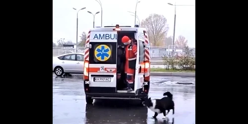 câine ambulanță ucraina jpg