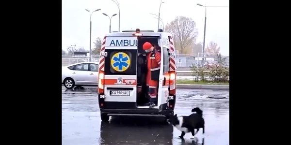 câine ambulanță ucraina jpg