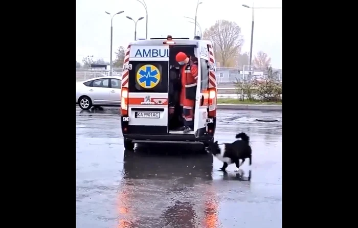 câine ambulanță ucraina jpg