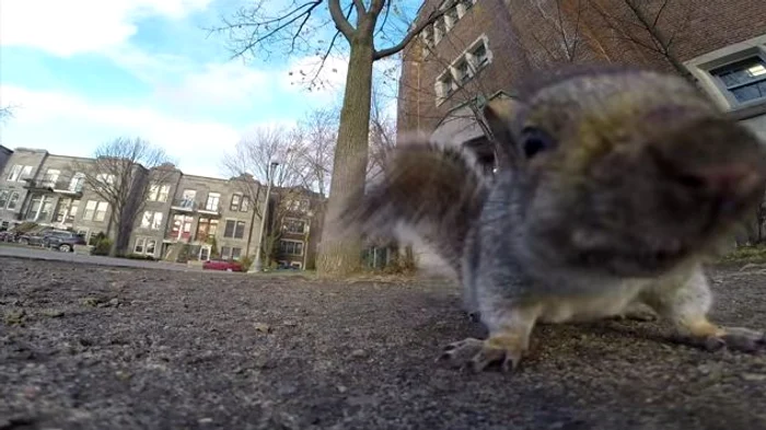 Veveriţa a devenit regizor pentru câteva zeci de secundeFoto Youtube