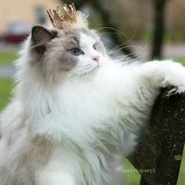 Aurora e o felină-prinţesă