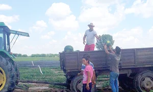 Producătorii din Dăbuleni au început să recolteze faimoasele lubeniţe jpeg