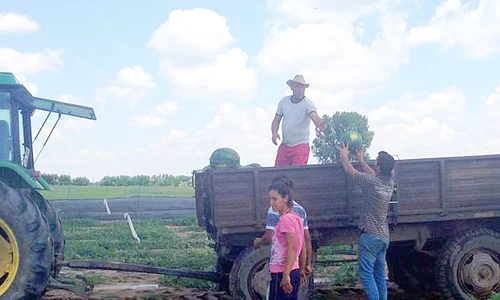 Producătorii din Dăbuleni au început să recolteze faimoasele lubeniţe jpeg