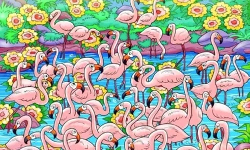 flamongo si fetita jpg