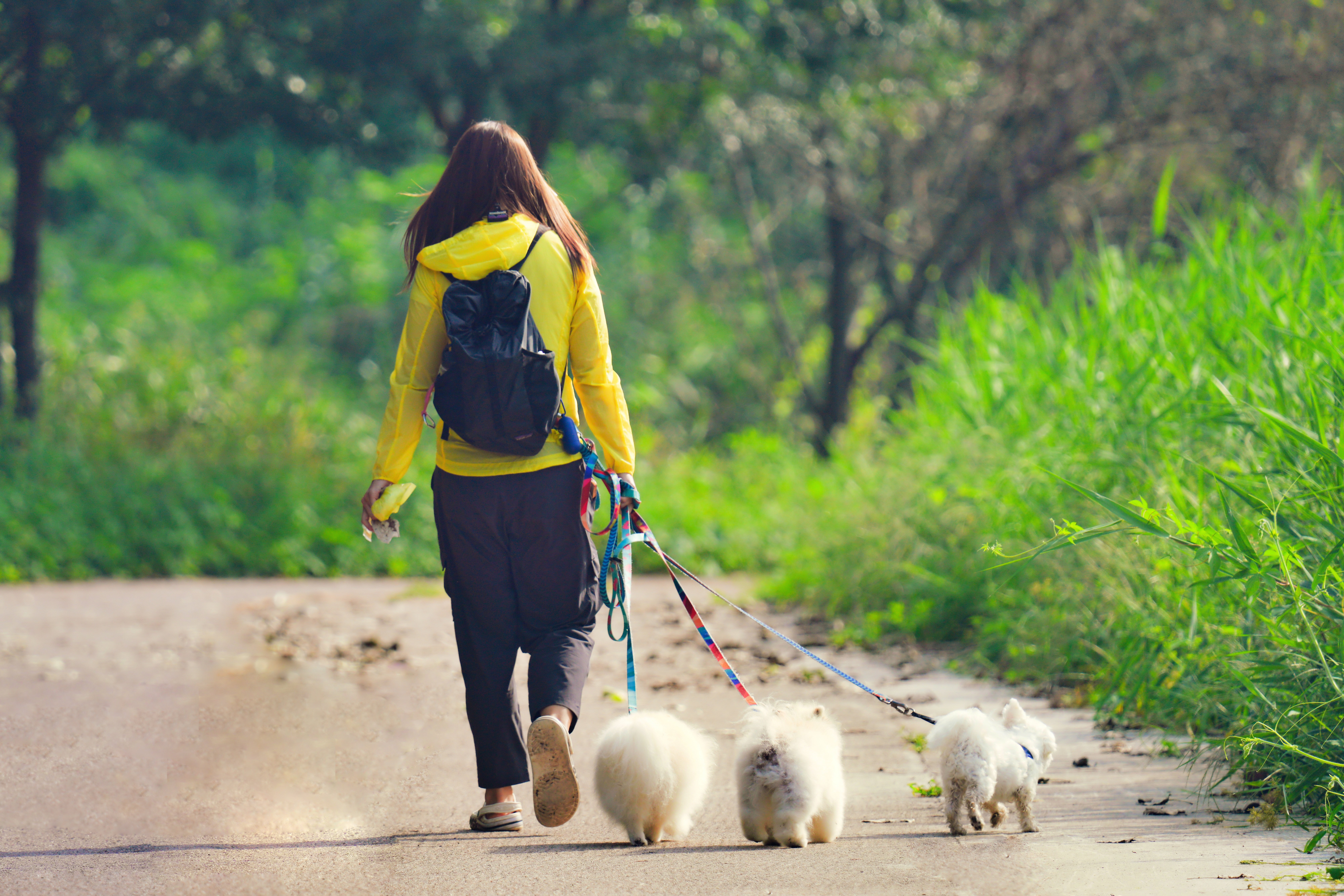 kimdaejeung dog walker 9141143 jpg