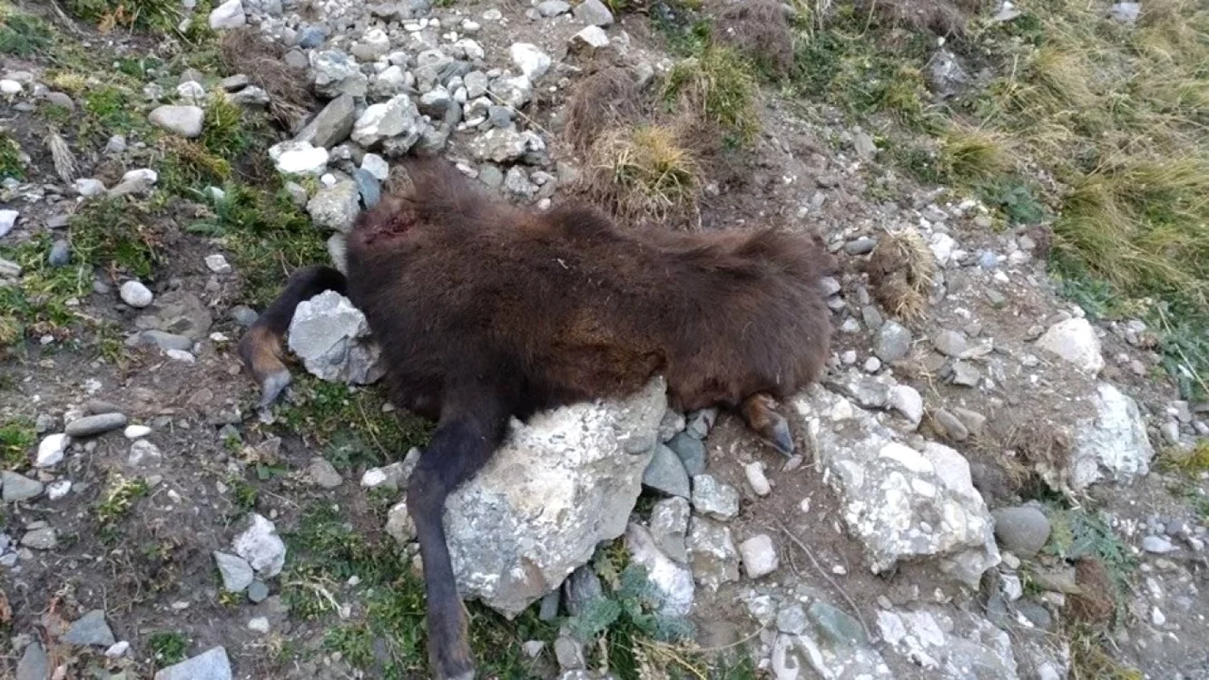 Leşul caprei negre, decapitat, a fost abandonat pe un traseu din Bucegi de către vânători