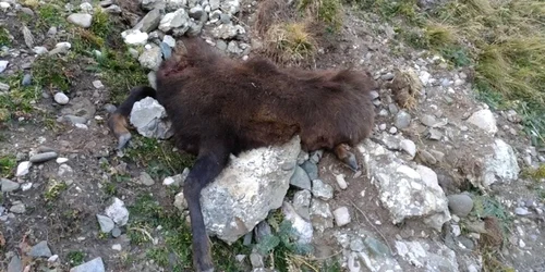 Imagini de o cruzime fără margini au putut fi observate de către turiştii care au ajuns pe unul dintre cele mai circulate trasee montante din Bucegi. 