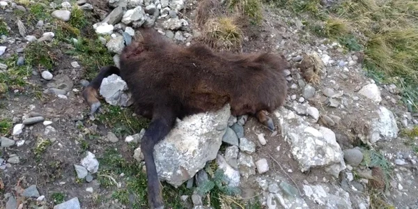 Imagini de o cruzime fără margini au putut fi observate de către turiştii care au ajuns pe unul dintre cele mai circulate trasee montante din Bucegi. 
