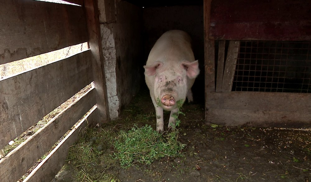 Motivul pentru care țăranii din Buzău se tem că vor rămâne fără porci înainte de Crăciun