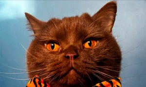 obi motan vedeta jpg