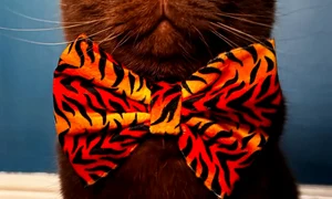 obi motan vedeta jpg