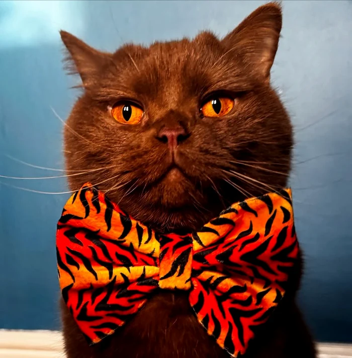 Obi a devenit faimos datorită ochilor săi portocalii (Foto: Instagram)