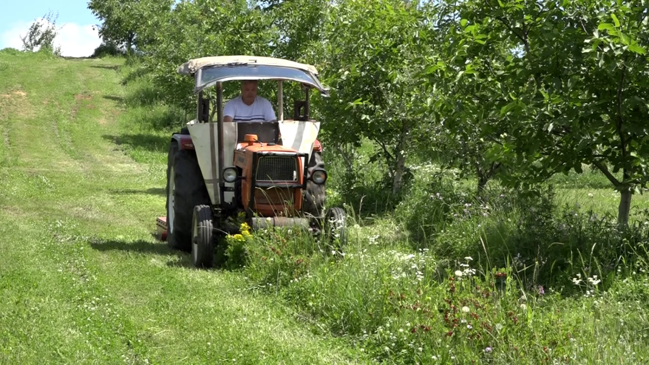 fructe de pădure bunesti Suceava 
