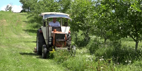 fructe de pădure bunesti Suceava 