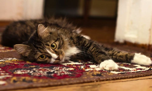 1 77168 original jpg jpeg