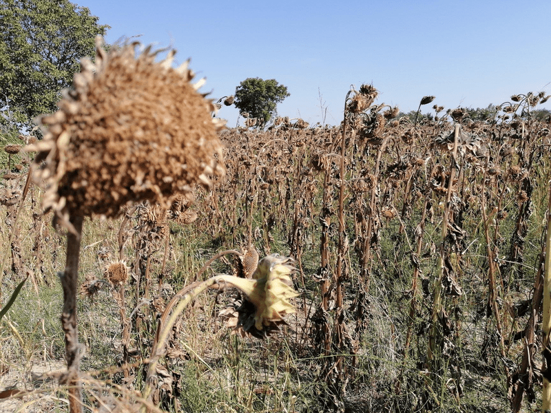 Dezastrul agriculturii în Vrancea: 20% din culturile distruse de secetă în România se află în acest județ