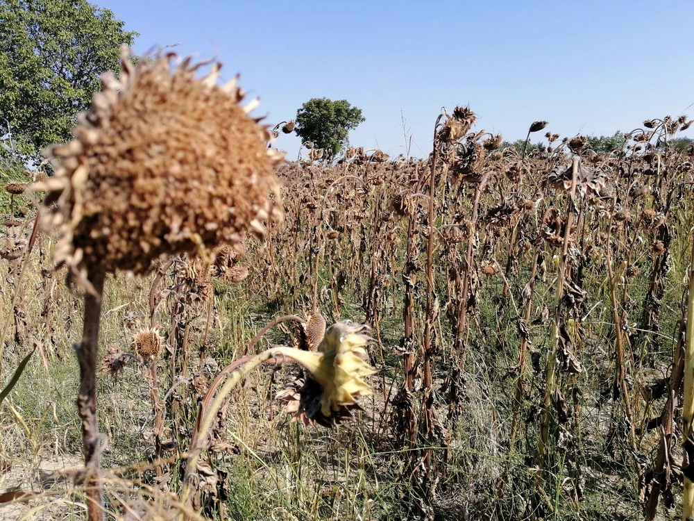 50,4 milioane de lei vor ajunge în conturile fermierilor, Foto: Arhivă Adevărul
