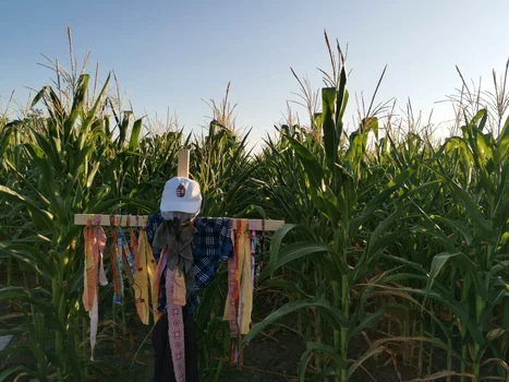 Labirintul de la Kiszombor FOTO Ștefan Both