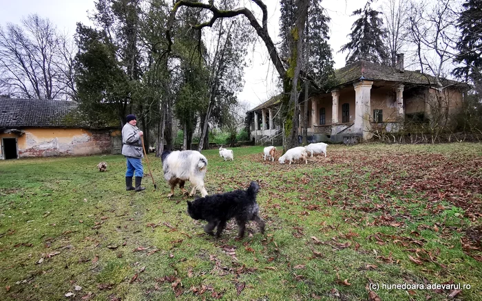 Mircea își paște caprele și oile în curtea conacului abandonat. Foto: Daniel Guță